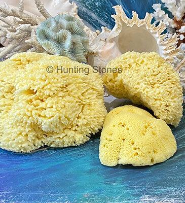 Hunting Stones Natural Sea Sponge